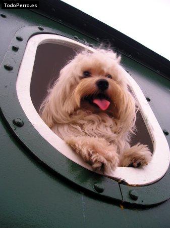 La foto del perro
