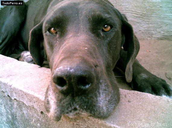 La foto del perro