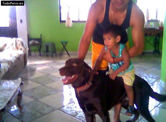 La foto del perro