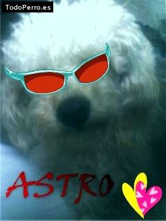 La foto del perro