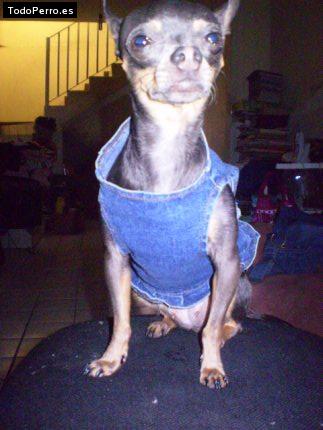 La foto del perro