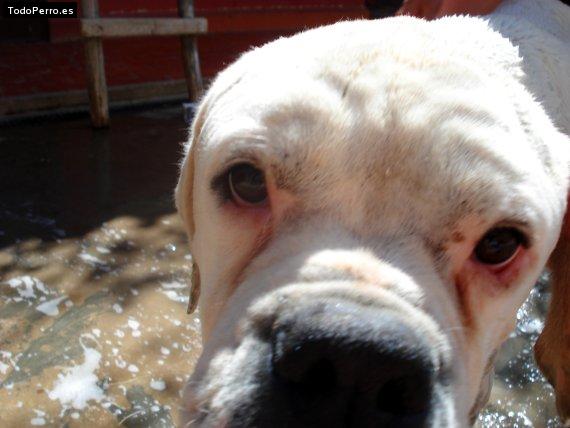 La foto del perro