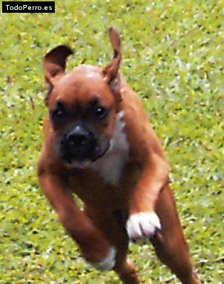 Foto del perro Natasha