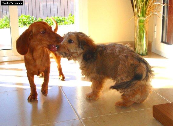 La foto del perro