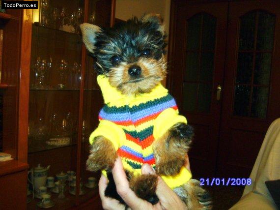 La foto del perro