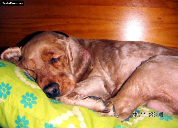 La foto del perro