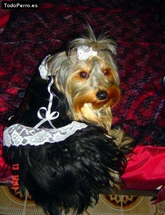 La foto del perro