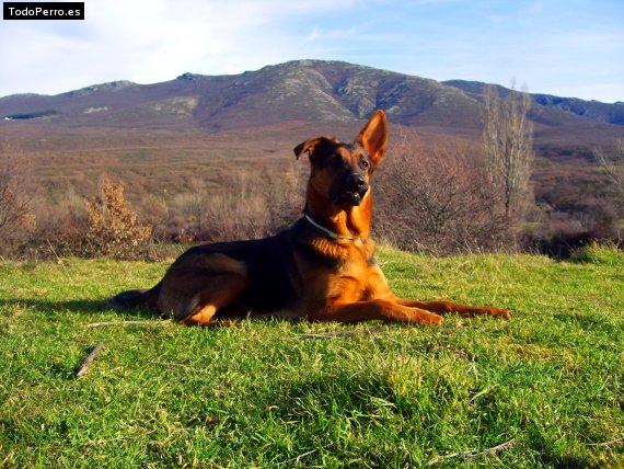 La foto del perro