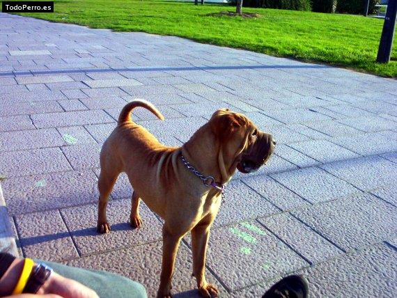 La foto del perro