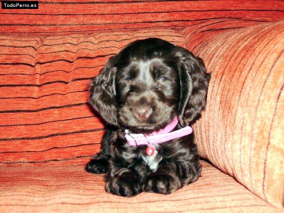 Foto del perro Elora
