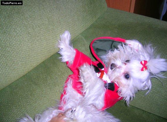La foto del perro