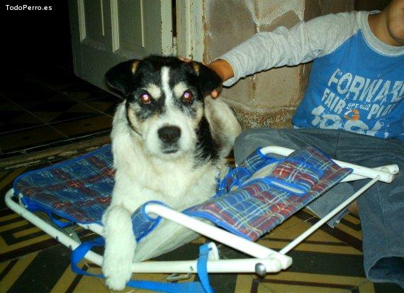 La foto del perro