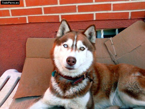 La foto del perro