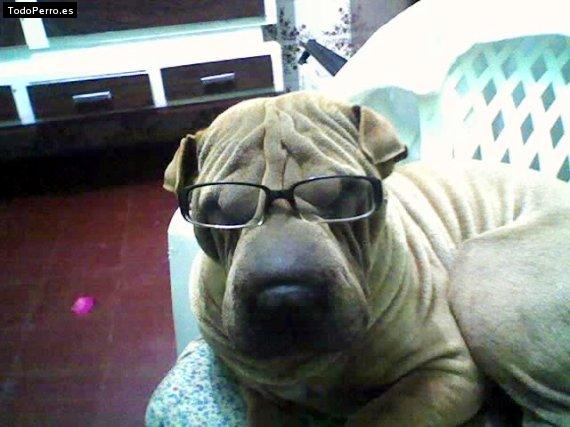 La foto del perro
