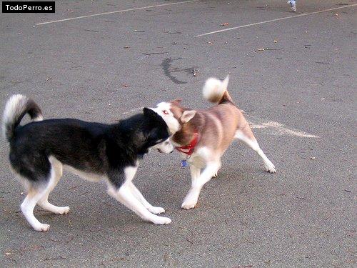 La foto del perro