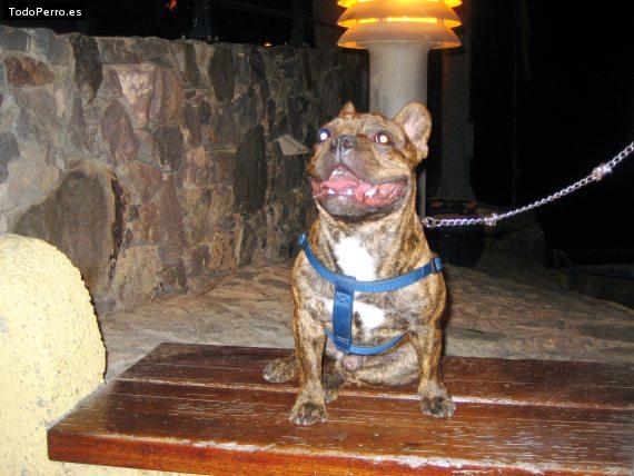 La foto del perro