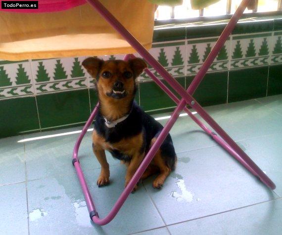 Foto del perro Magui