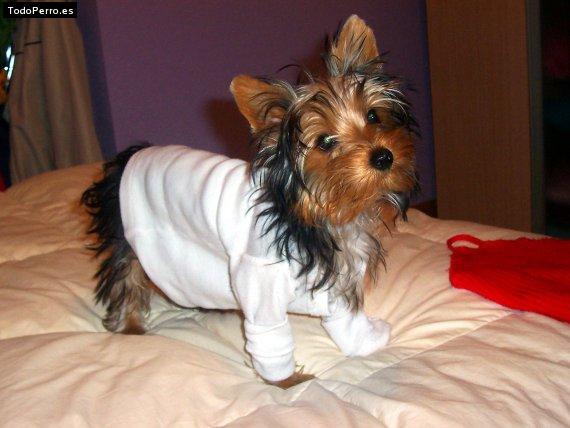 La foto del perro