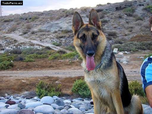 La foto del perro