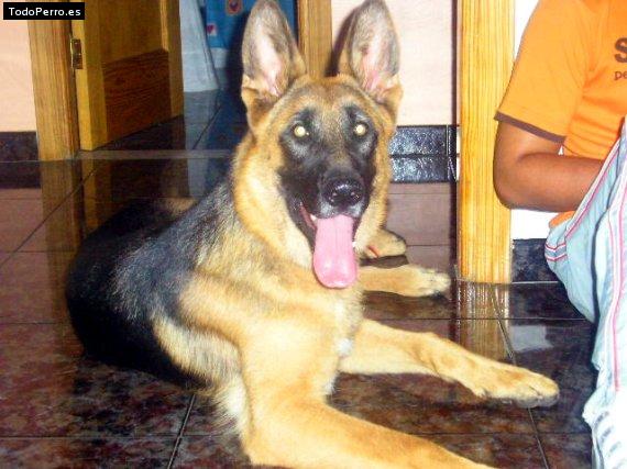 La foto del perro