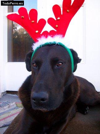 La foto del perro