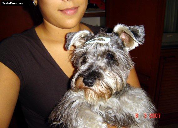 La foto del perro