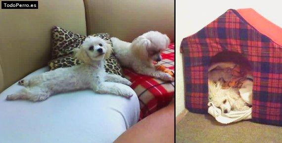 La foto del perro