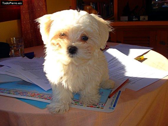 La foto del perro