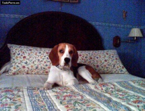 La foto del perro