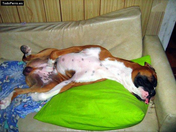 La foto del perro