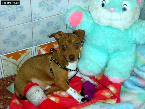 La foto del perro