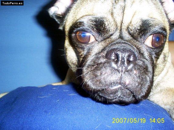 La foto del perro