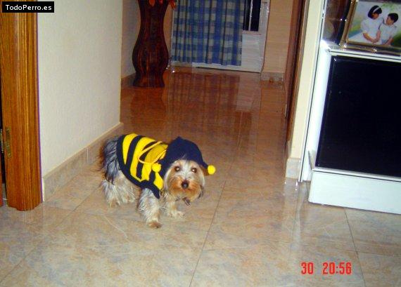 La foto del perro