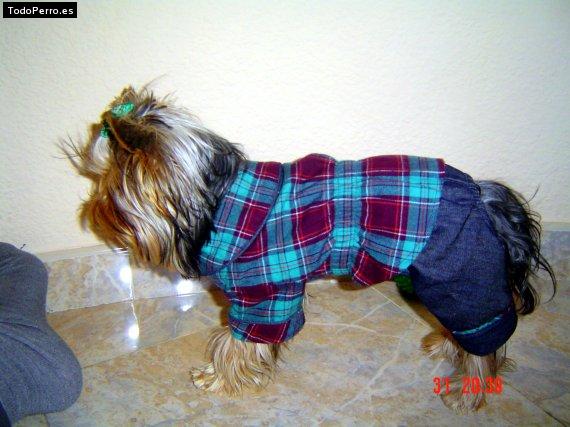La foto del perro