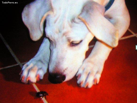La foto del perro
