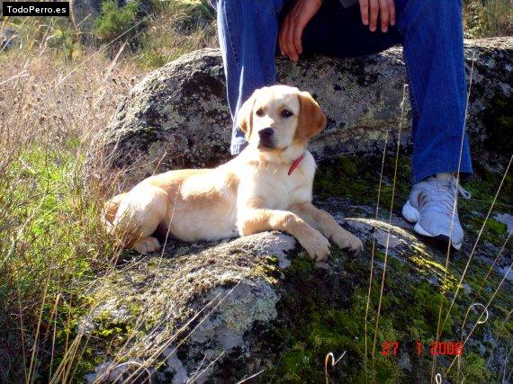La foto del perro