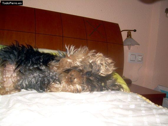 La foto del perro