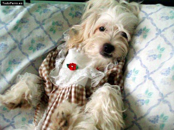 Foto del perro Mia
