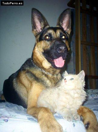 La foto del perro