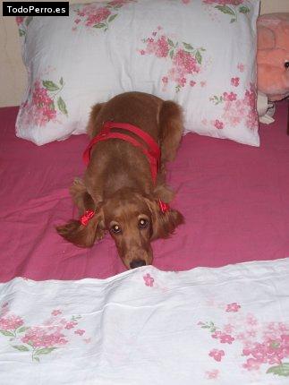 La foto del perro