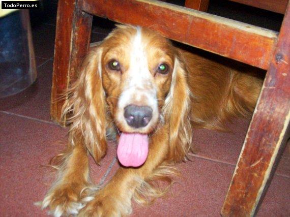 La foto del perro