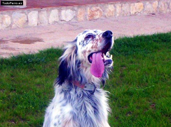 La foto del perro