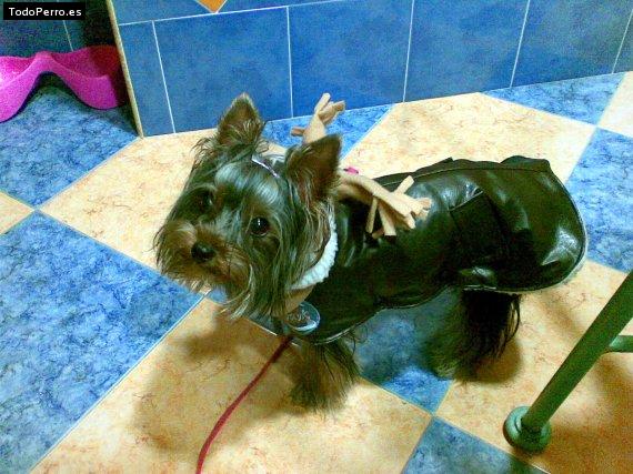 La foto del perro