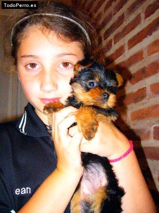 La foto del perro