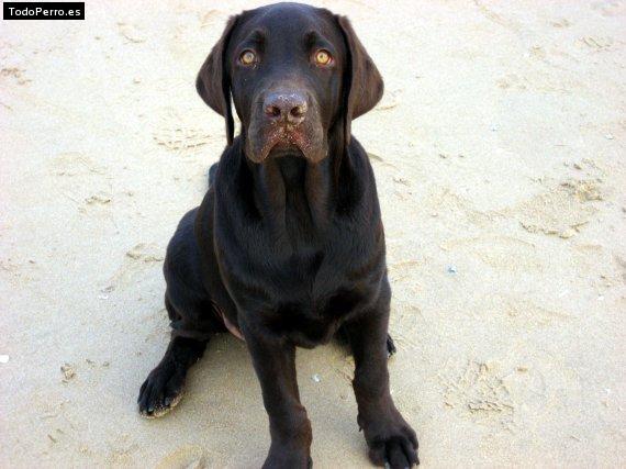 La foto del perro