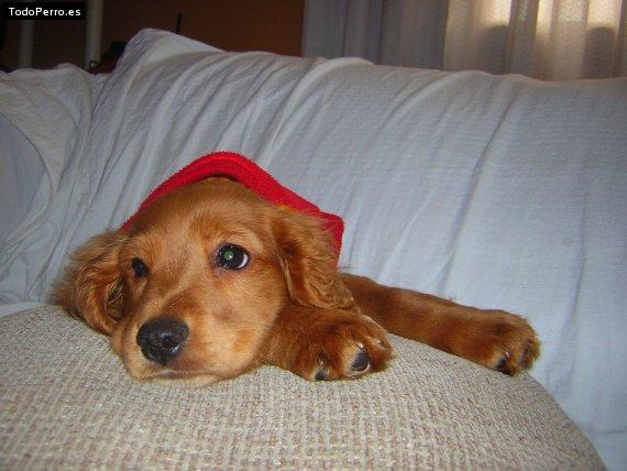 La foto del perro