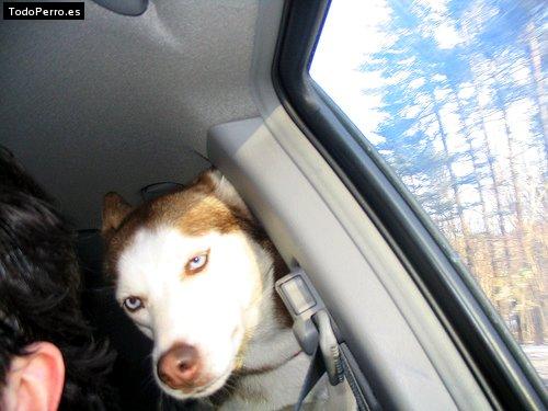La foto del perro