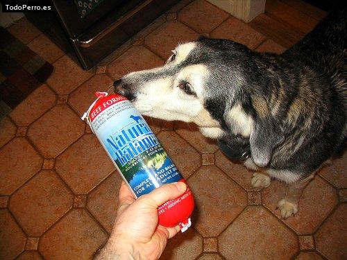 La foto del perro