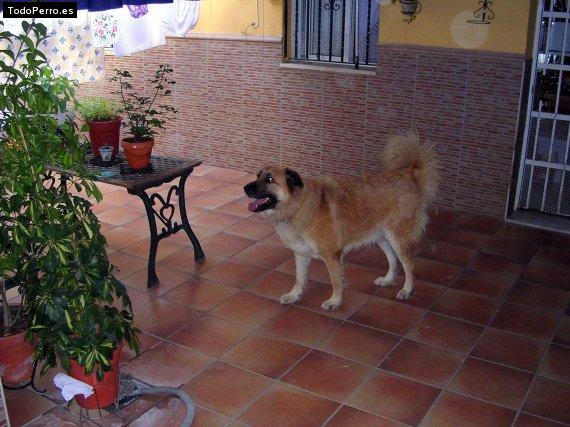 La foto del perro