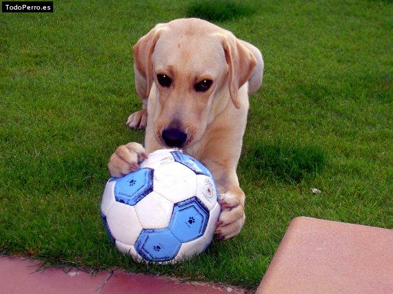 La foto del perro